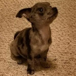 Meet your Posher, Christy